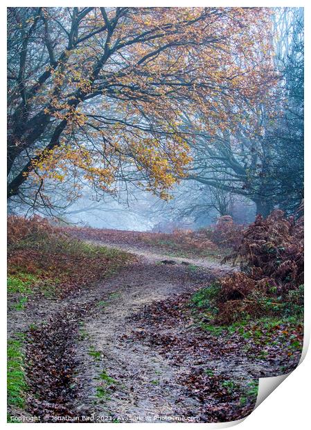 Path through Late Autumn Forest Print by Jonathan Bird