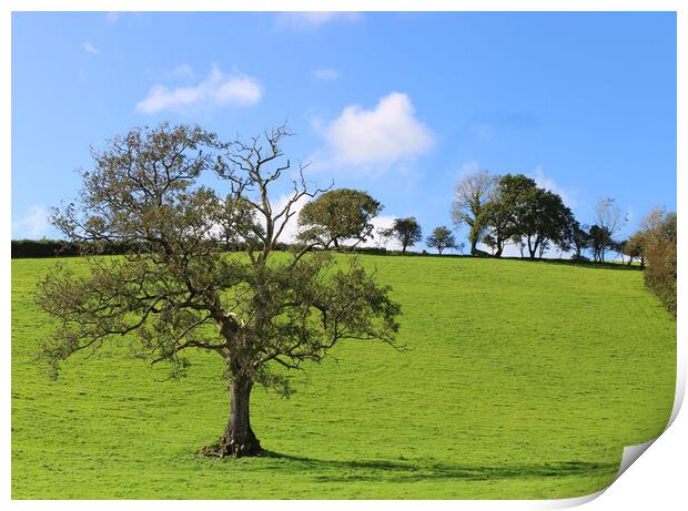 Carmarthenshire Trees Print by Helen Davies