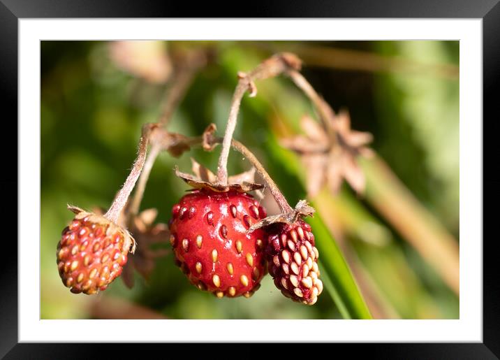 Close-up strawberries Framed Mounted Print by Helen Davies