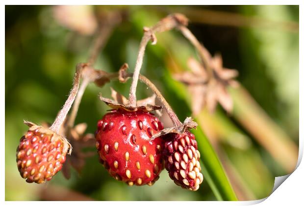 Close-up strawberries Print by Helen Davies