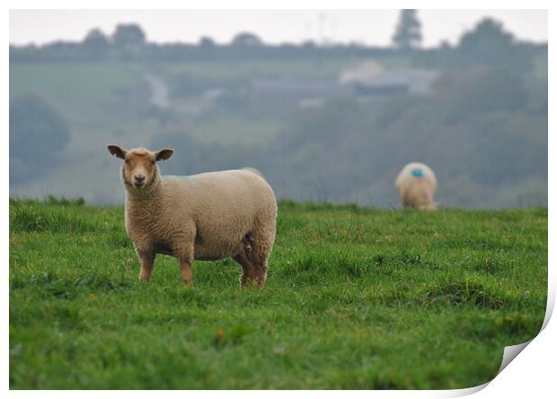 Welsh lamb Print by Helen Davies