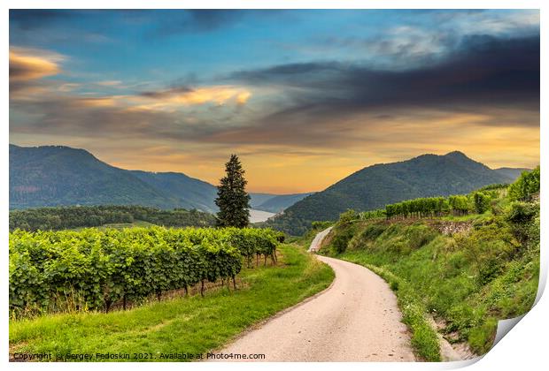 Road between vineyard in Wachau valley. Print by Sergey Fedoskin