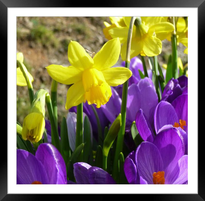 Daffodil and crocus Framed Mounted Print by Helen Davies