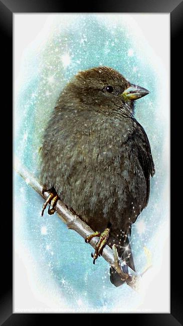 Little Sparrow in Winter Framed Print by Elaine Manley