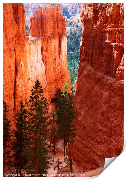 Navajo Loop trail descending from Sunrise Point, Bryce Canyon, Utah, USA Print by Geraint Tellem ARPS