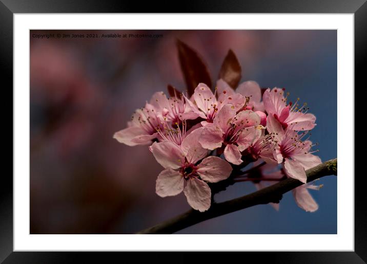 Cherry Blossom in springtime Framed Mounted Print by Jim Jones