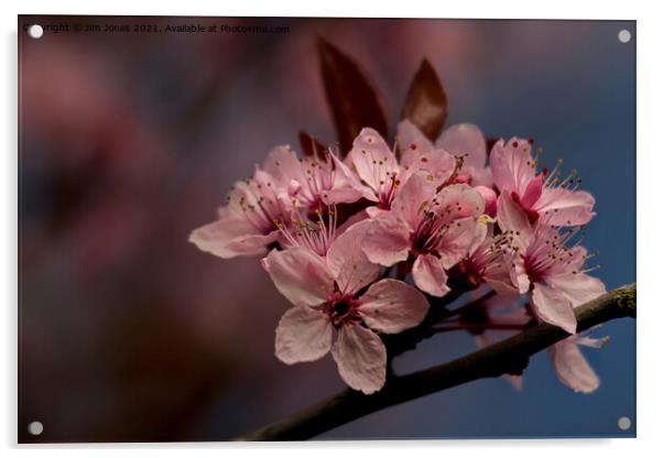 Cherry Blossom in springtime Acrylic by Jim Jones