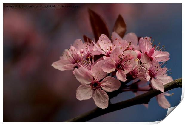 Cherry Blossom in springtime Print by Jim Jones