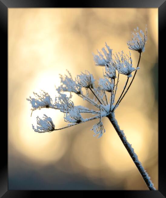 Backlit frosted grass Framed Print by Simon Johnson