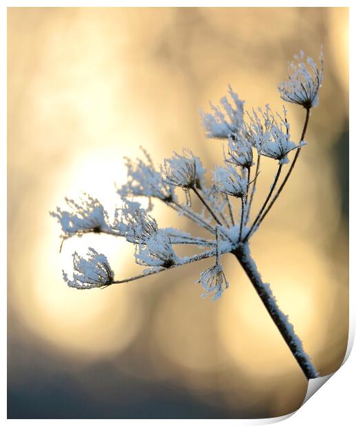 Backlit frosted grass Print by Simon Johnson