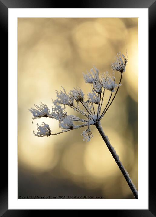 sunlit frosted Grass Framed Mounted Print by Simon Johnson