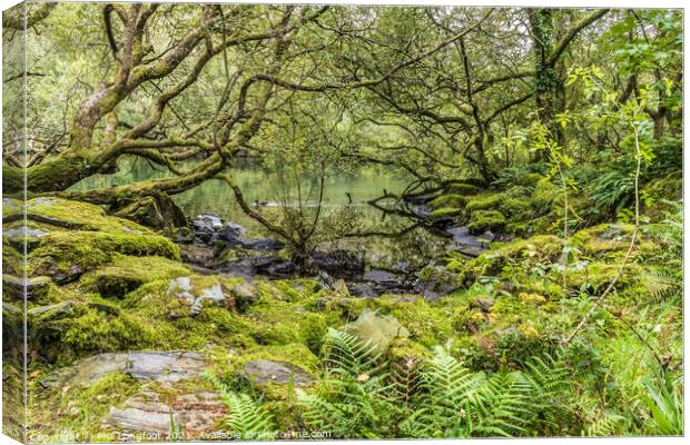 A lovely forest on the shores of Llyn Padarn Canvas Print by Phil Longfoot