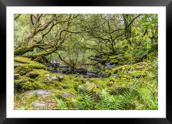 A lovely forest on the shores of Llyn Padarn Framed Mounted Print by Phil Longfoot