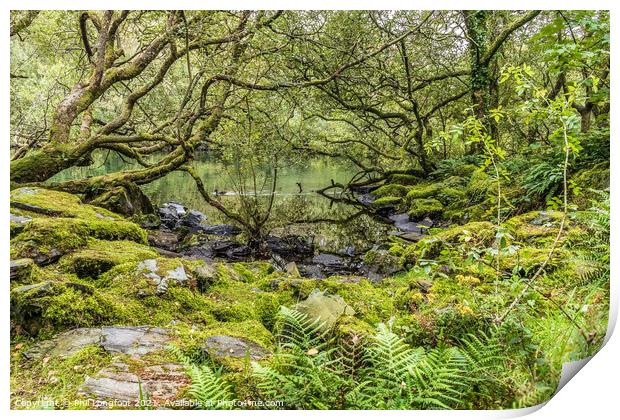 A lovely forest on the shores of Llyn Padarn Print by Phil Longfoot