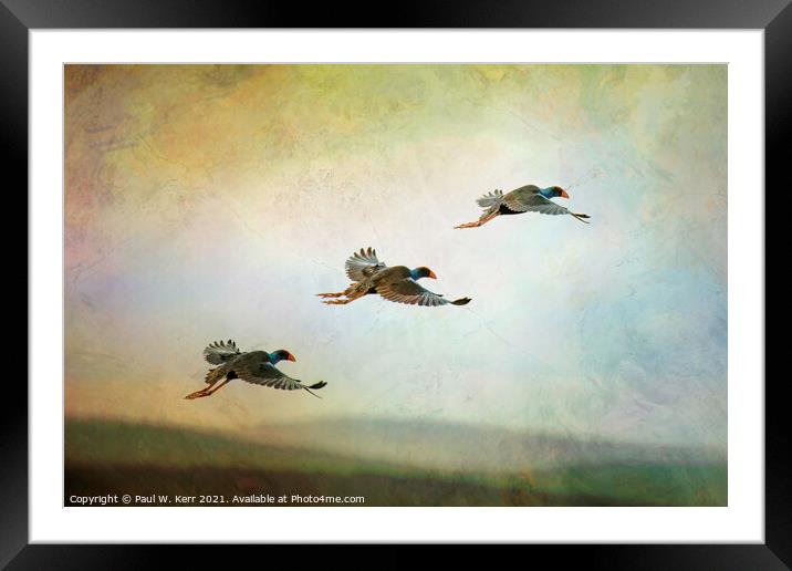 Trio of waterbirds take to the air ... Framed Mounted Print by Paul W. Kerr