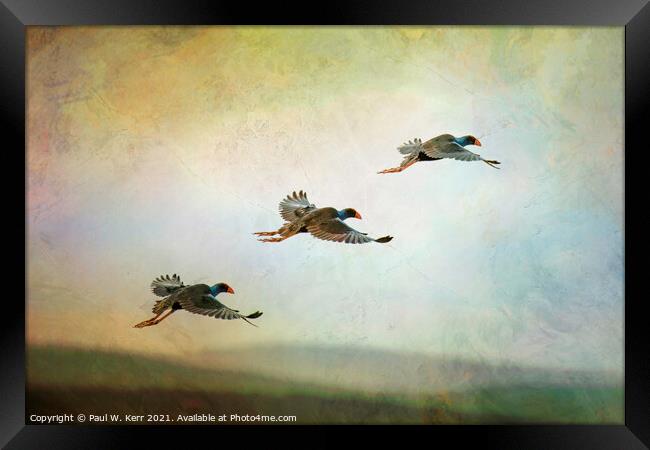 Trio of waterbirds take to the air ... Framed Print by Paul W. Kerr