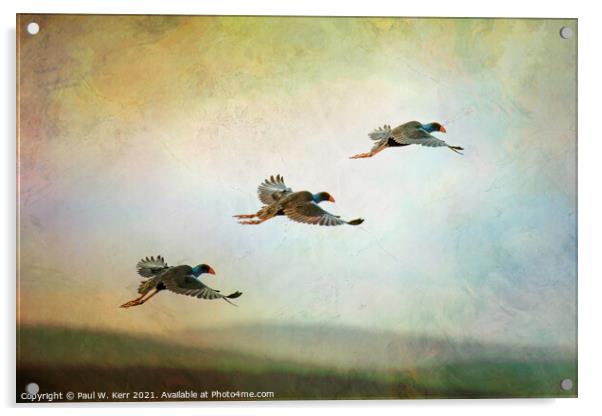 Trio of waterbirds take to the air ... Acrylic by Paul W. Kerr