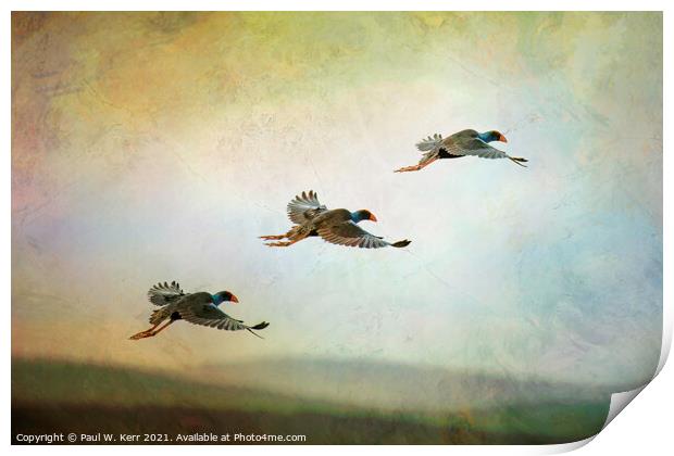 Trio of waterbirds take to the air ... Print by Paul W. Kerr