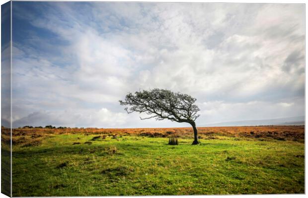 Windswept Tree Canvas Print by David Hare