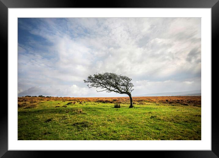 Windswept Tree Framed Mounted Print by David Hare