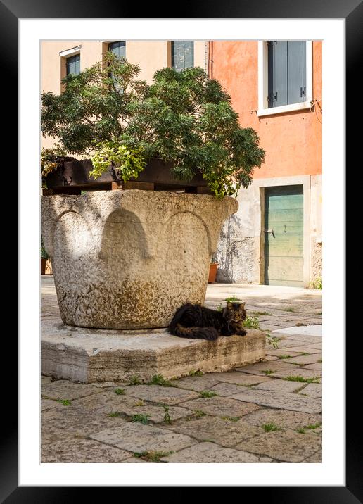 Venice cat Framed Mounted Print by Jeanette Teare