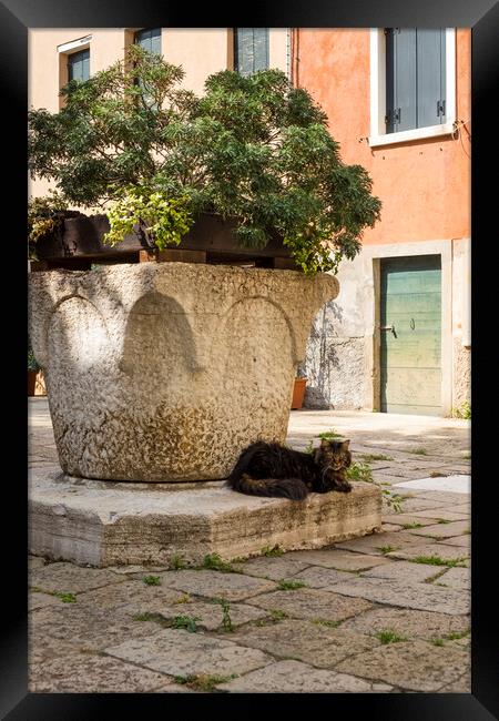 Venice cat Framed Print by Jeanette Teare