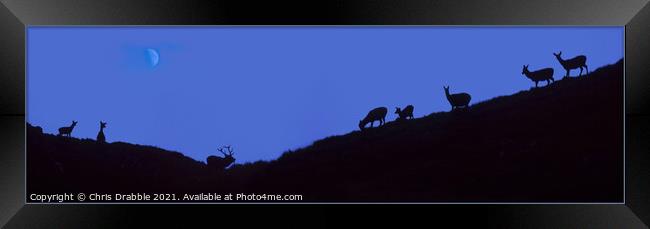 Stag and Hinds at dusk Framed Print by Chris Drabble