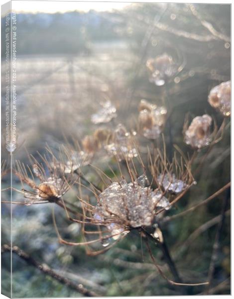 Frost nipped flora Canvas Print by Phil Vandenhove