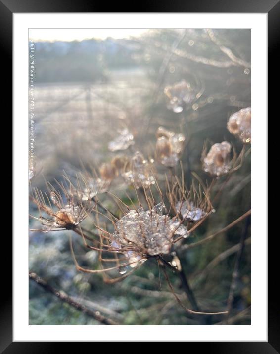 Frost nipped flora Framed Mounted Print by Phil Vandenhove