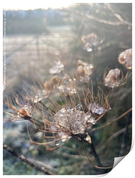 Frost nipped flora Print by Phil Vandenhove