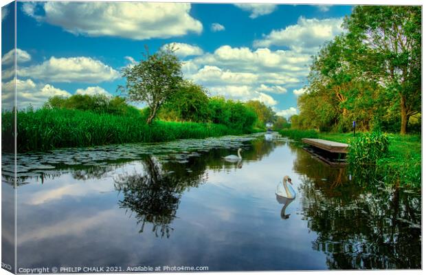 Swans East Cottingwith canal near York on a summers night 117 Canvas Print by PHILIP CHALK