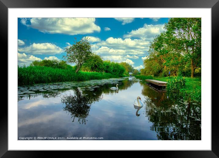Swans East Cottingwith canal near York on a summers night 117 Framed Mounted Print by PHILIP CHALK