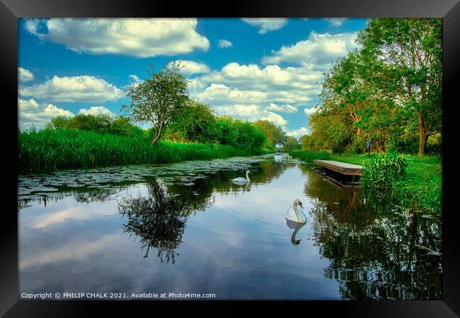 Swans East Cottingwith canal near York on a summers night 117 Framed Print by PHILIP CHALK