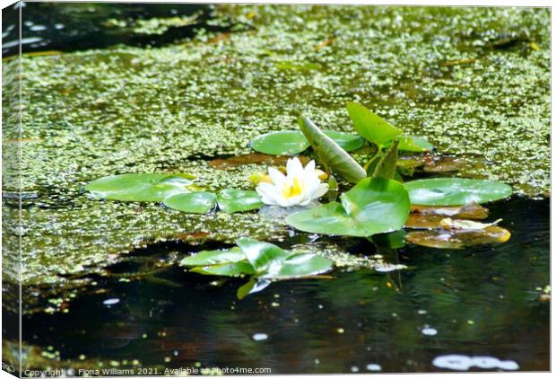 Lilypads on the water Canvas Print by Fiona Williams
