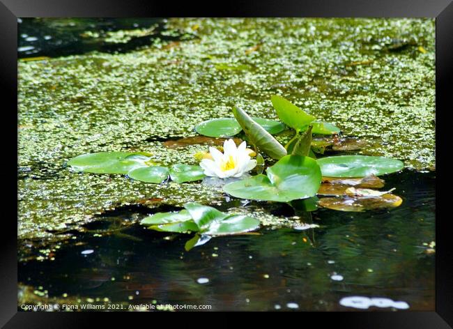 Lilypads on the water Framed Print by Fiona Williams