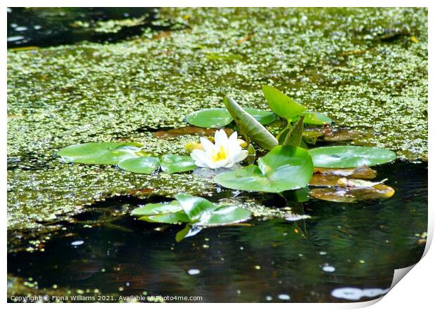 Lilypads on the water Print by Fiona Williams