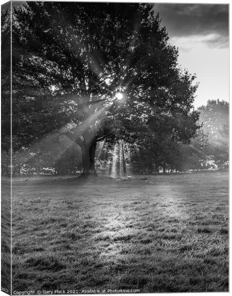 Sunrays coming through the trees at Doncaster Racecourse Canvas Print by That Foto