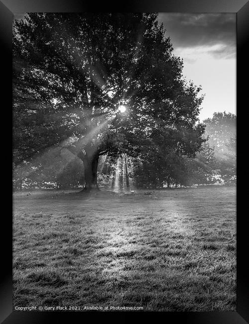 Sunrays coming through the trees at Doncaster Racecourse Framed Print by That Foto