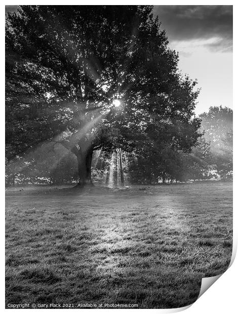 Sunrays coming through the trees at Doncaster Racecourse Print by That Foto
