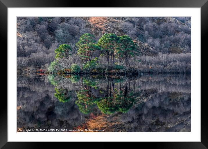 Majestic Scots Pines Reflecting on Loch Eilt Framed Mounted Print by AMANDA AINSLEY