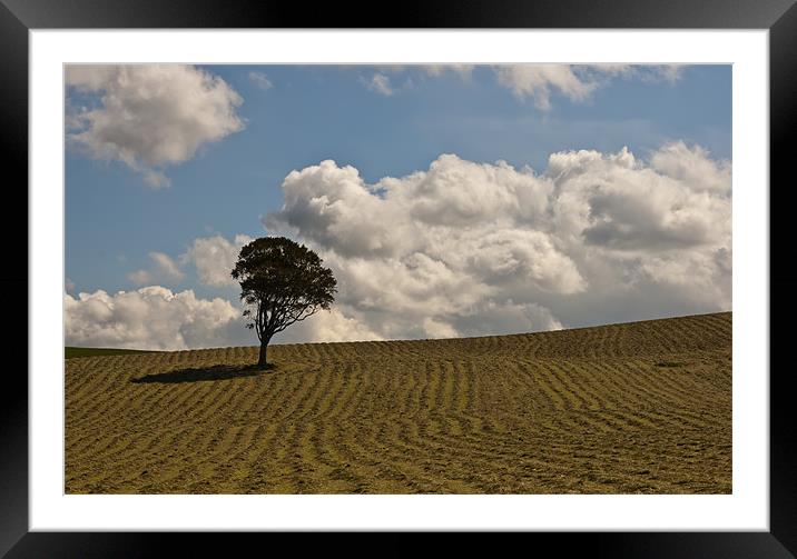 Lone Tree Framed Mounted Print by Sam Smith