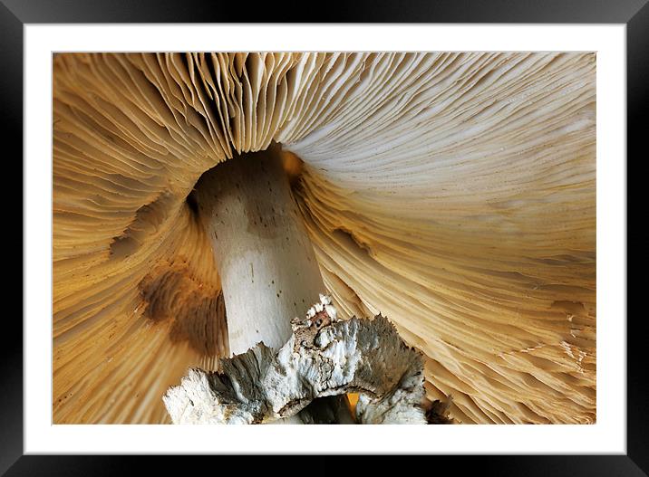 Toadstool Framed Mounted Print by Tony Bates