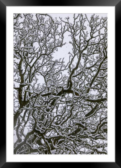 Snow Covered Oak Tree - 3 of 3 Framed Mounted Print by Phil Durkin DPAGB BPE4