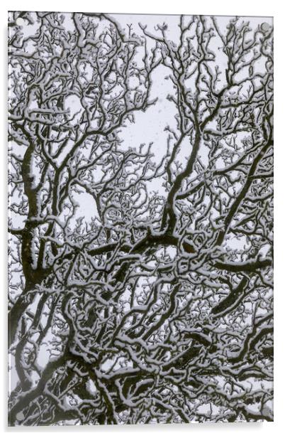 Snow Covered Oak Tree - 3 of 3 Acrylic by Phil Durkin DPAGB BPE4