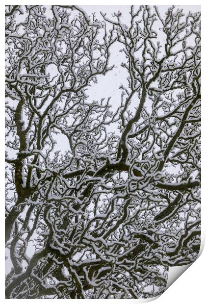 Snow Covered Oak Tree - 3 of 3 Print by Phil Durkin DPAGB BPE4