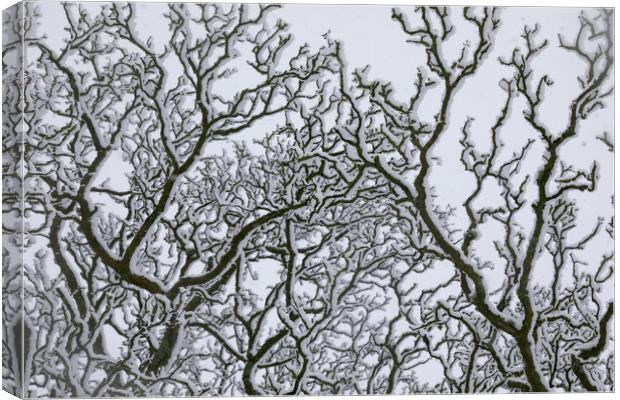 Snow Covered Oak Tree 2 of 3 Canvas Print by Phil Durkin DPAGB BPE4