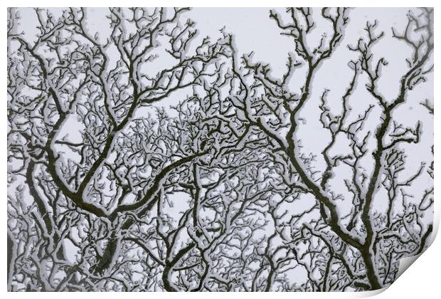 Snow Covered Oak Tree 2 of 3 Print by Phil Durkin DPAGB BPE4