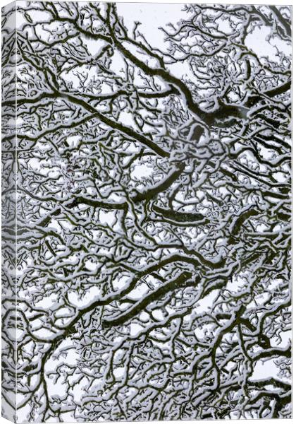 Snow Covered Oak Tree 1 of 3 Canvas Print by Phil Durkin DPAGB BPE4