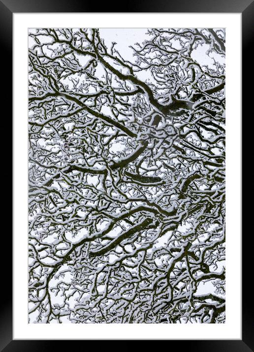 Snow Covered Oak Tree 1 of 3 Framed Mounted Print by Phil Durkin DPAGB BPE4
