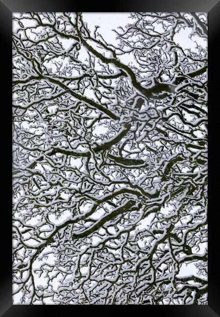 Snow Covered Oak Tree 1 of 3 Framed Print by Phil Durkin DPAGB BPE4